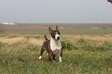 BULL TERRIER MINIATURE 342